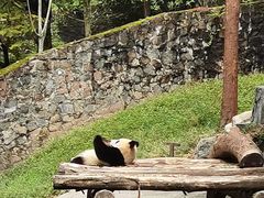 -都江堰中华大熊猫苑