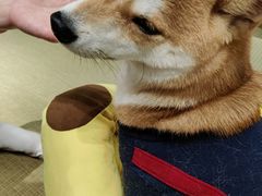 -逗柴咖啡屋·狗咖猫咖宠物桌游