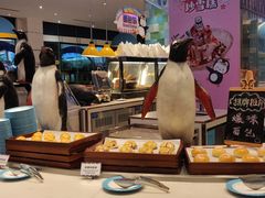 -帝企鹅自助餐厅•儿童岛•真企鹅(长隆企鹅酒店)