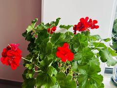 -回龙观体育文化公园