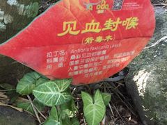 -呀诺达热带雨林