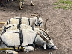 -新疆那拉提国家旅游度假区
