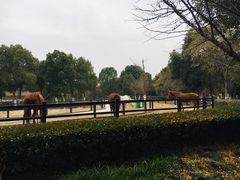 -常州淹城野生动物世界
