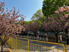 -嘉定紫藤园