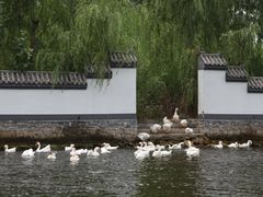 -白洋淀景区