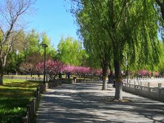 -莲花池公园