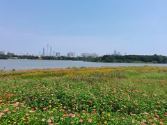 -海珠湖公园