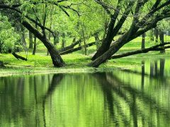 -上海共青森林公园