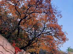 -北京西山国家森林公园