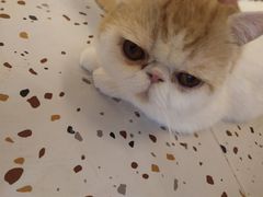 -滚猫咖啡·猫咖·猫友好撸猫(未来城店)
