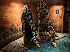 -上海海洋水族馆