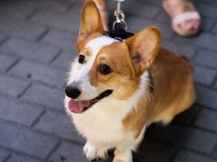 -百好乐宠物友好餐厅(朝外大街店)