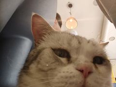 -平行世界·猫咖(首经贸店)