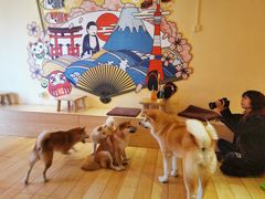 -喜柴咖啡·柴犬狗咖