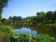 -东郊湿地公园