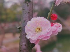 -无锡梅园公园
