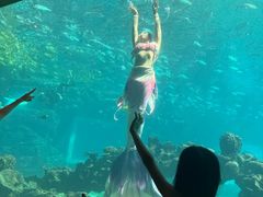 -海棠湾洲际-涛·海底餐厅·美人鱼·自助餐·海底隧道