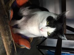 iphone_upload_pic-Anne猫窝咖啡屋
