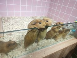 -Moni星球萌宠·小马宝莉·灵蛇·高端高阶全萌宠互动体验俱乐部(红豆国际广场店)