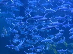 -左海海底世界