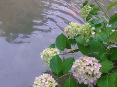 -东莞植物园