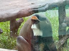 -深圳野生动物园