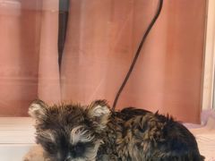 -翊宠yipet猫狗购宠庄园
