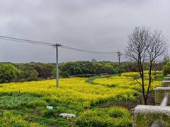 -西京湾花海