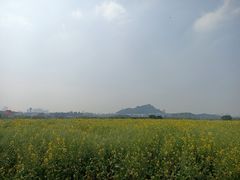 -光明小镇欢乐田园