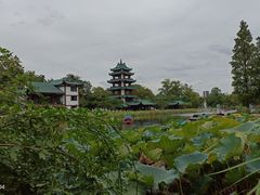 -桂湖森林公园