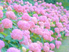 -上海滨江森林公园