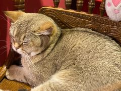 -猫色咖啡·猫咖