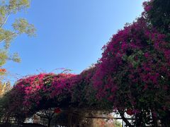 -瑞丽独树成林风景区