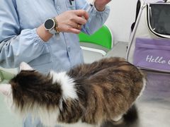 -汪喵宠物医院·骨科心脏影像·犬猫急重症ICU诊疗中心(成华分院)