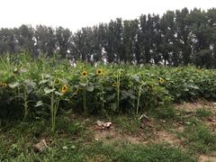 -意大利农场度假村