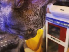 -平行世界·猫咖(首经贸店)