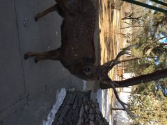 普陀宗乘之庙-普陀宗乘之庙(小布达拉宫)