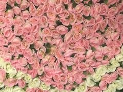 -终南山国家森林公园