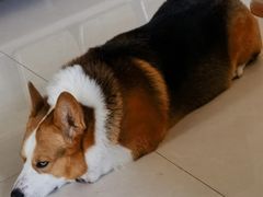 -宠福鑫康馨动物医院·骨科·眼科