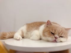 -猫域·湾主题猫咖·宠物吧(南坪城市广场店)