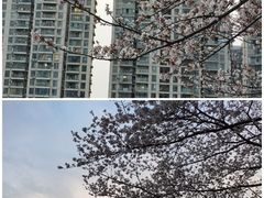-西北湖绿化广场