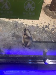 -未来动物城动物主题公园(大悦城店)