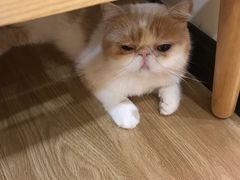 -滚猫咖啡·猫咖·猫友好撸猫(未来城店)
