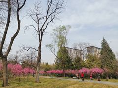 -玲珑塔公园