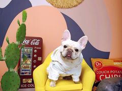 -超宠爱宠物摄影-Super pet