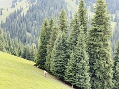 -新疆那拉提国家旅游度假区