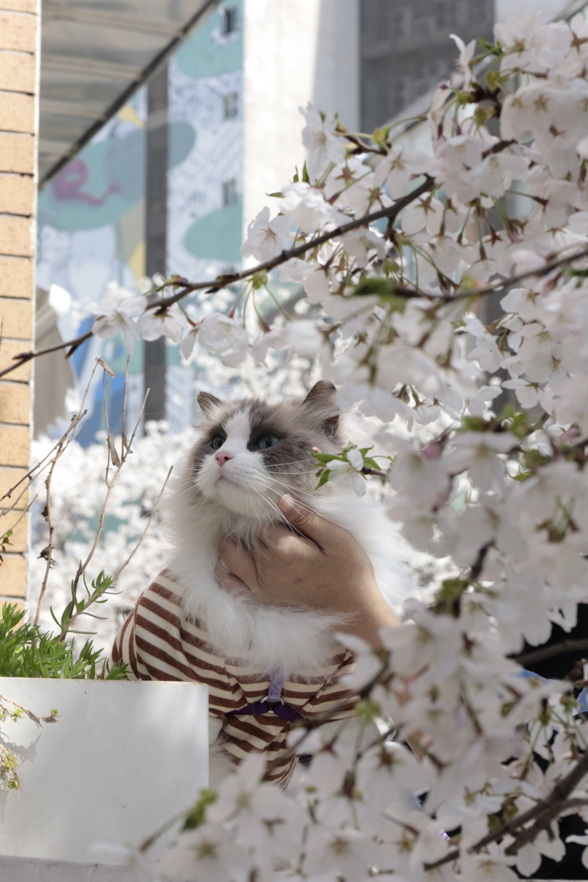 大学路樱花图片