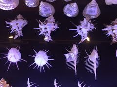 -北戴河圣蓝海洋公园