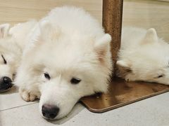 -安格丽娜·狗咖·猫咖羊驼咖(春熙路百盛商场店)