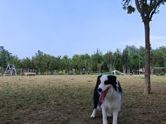 -爪吧宠物乐园·宠物泳池(温榆河示范区店)